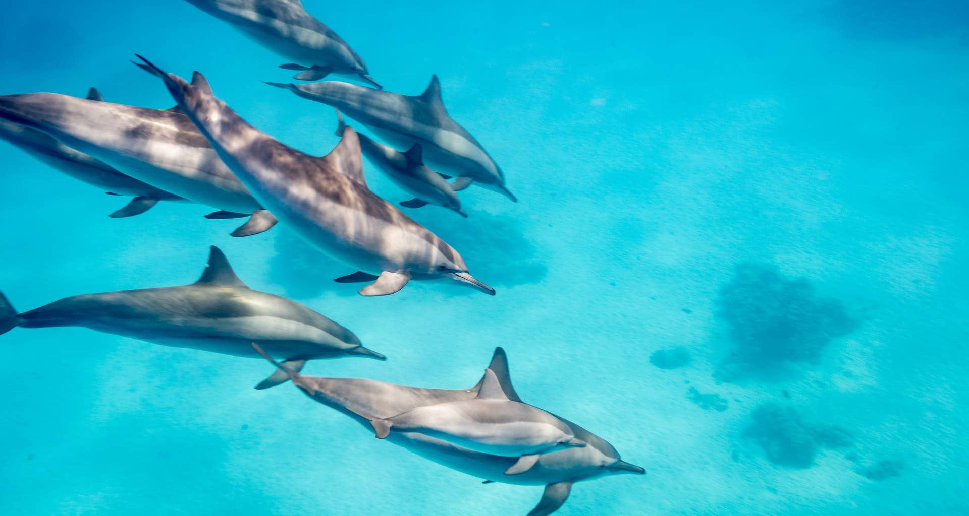 delfini - stromboli lipari