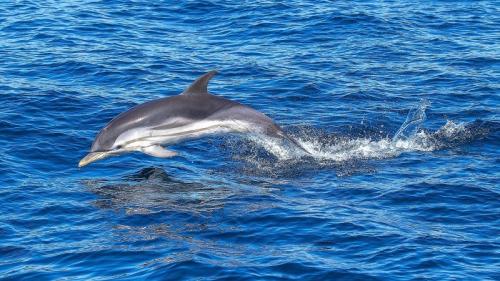a vela in grecia   dolphin - foto 2017